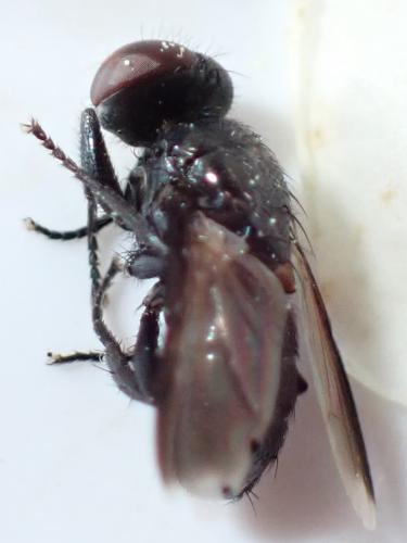 Catharosia sp.